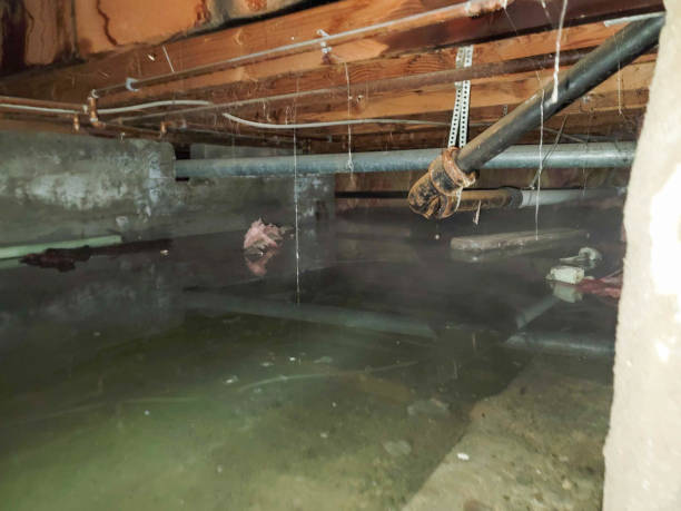 Best Water damage contractors near me  in Willowbrook, CA